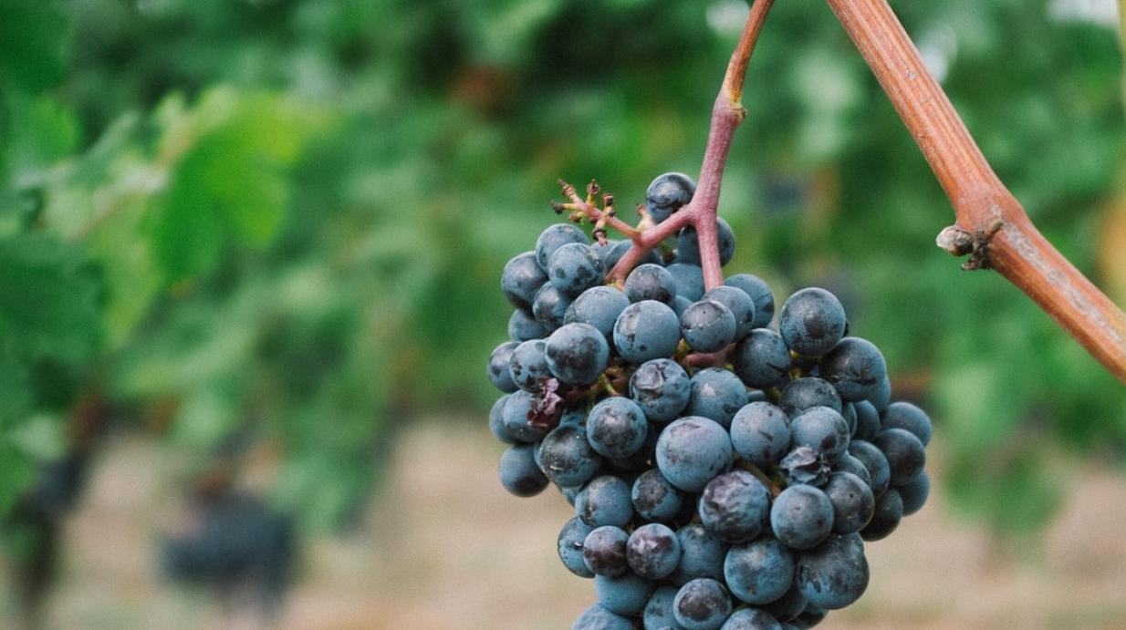 23ème édition du concours Mondial des Pinots