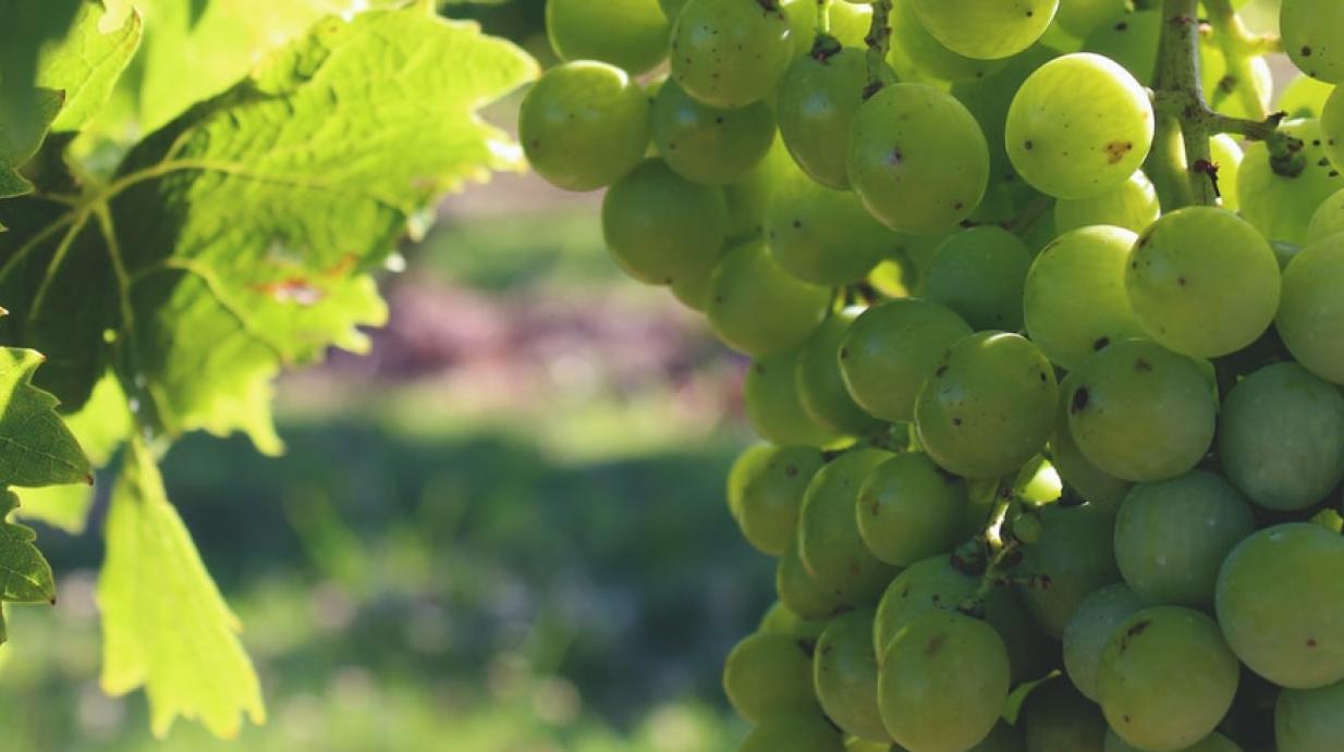 Non-filtré primé au Mondial du chasselas